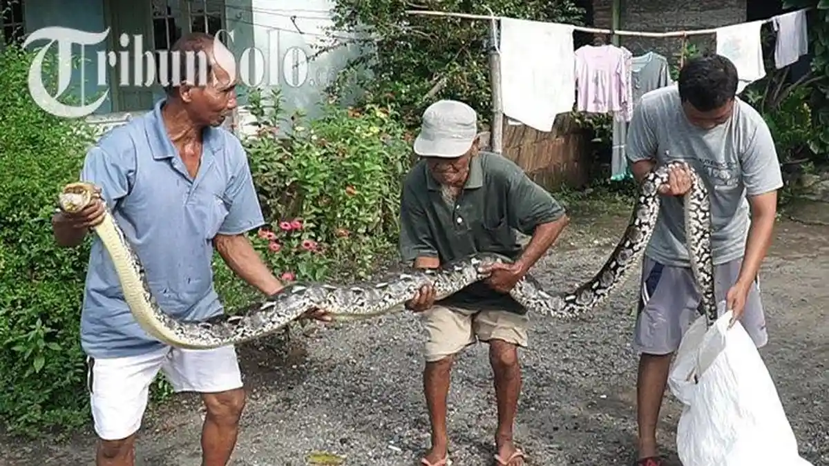 Ular Piton 4 Meter Keluar dari Selokan, Bikin Ibu-ibu Takut dan Bubar saat Belanja Sayur