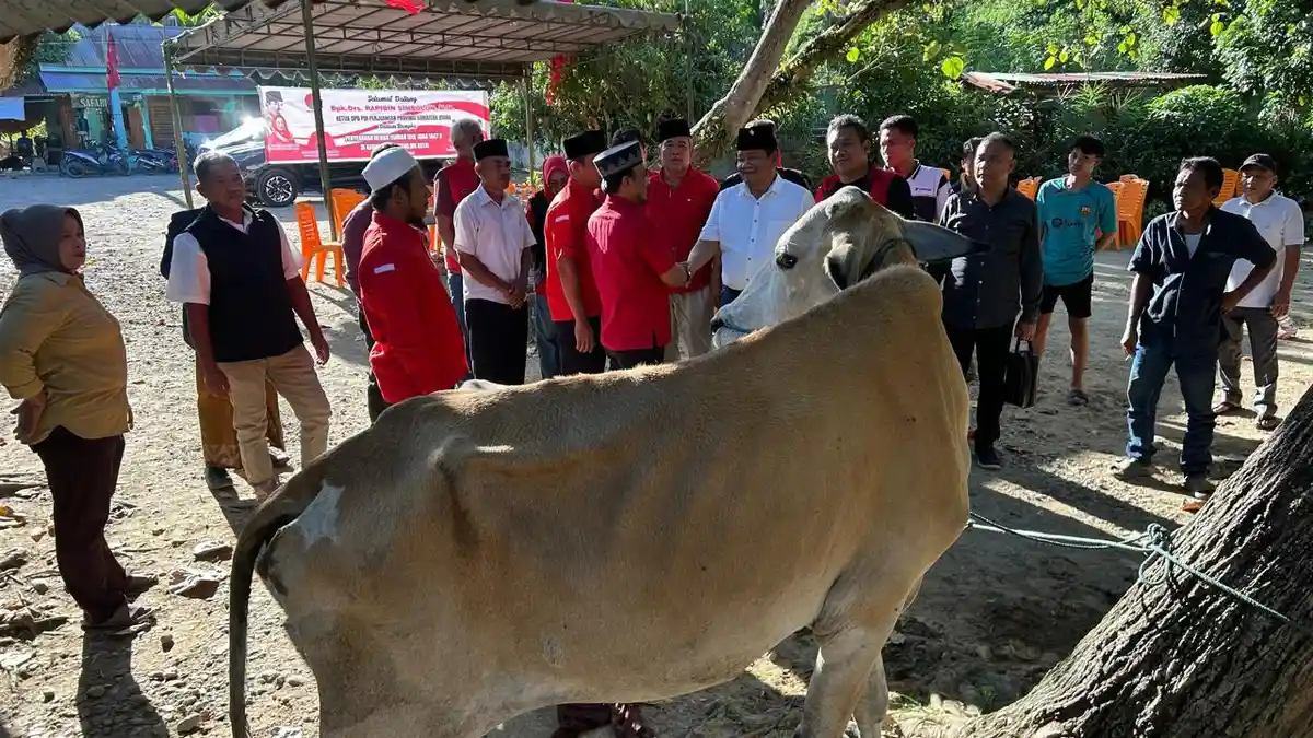 Safari 113 Sapi Kurban di Madina, Ketua DPD PDIP Sumut: Wujud Kepedulian dan Pengorbanan