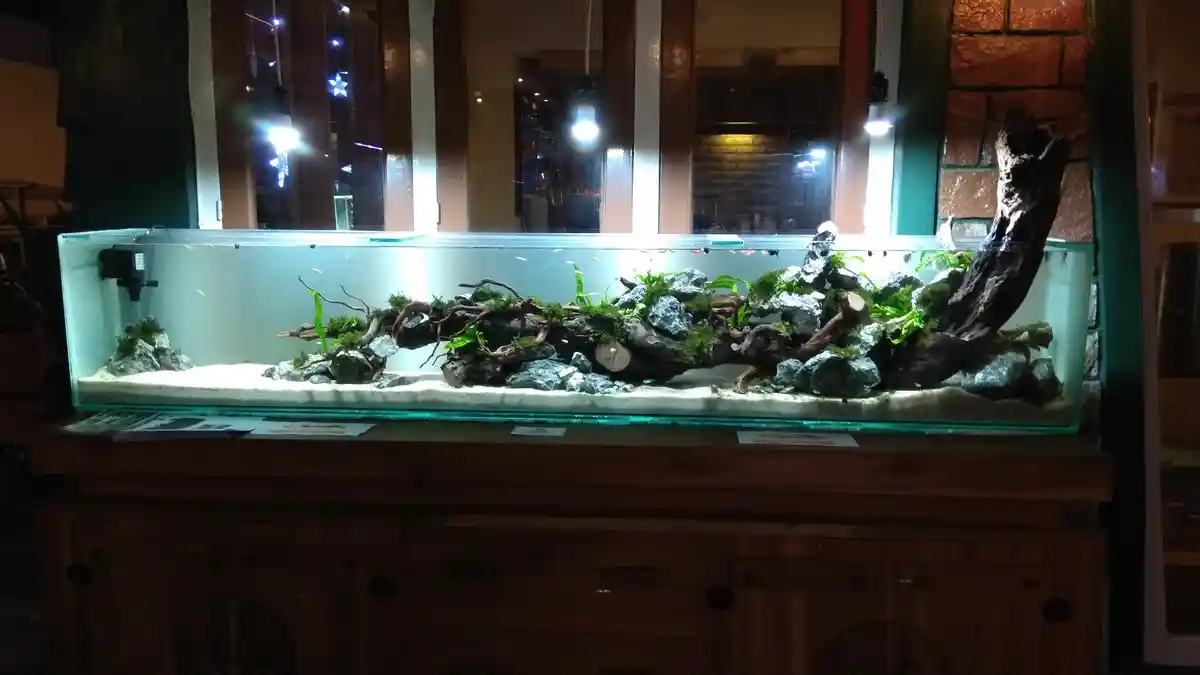 Datang Yuk! Kudus Aquascape Exhibition Gelar Live Setting Pembuatan Taman Akuarium