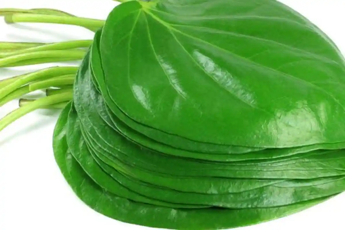 Ini 5 Manfaat Menakjubkan Air Rebusan Sirih, Satu di antaranya Turunkan Gula Darah