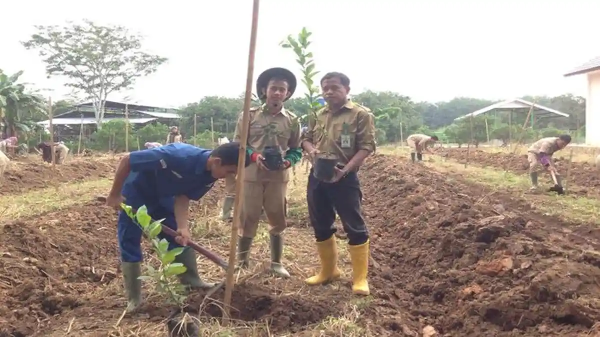 Budidaya Tanaman Jeruk Lemon California di Kebun SMK PP Negeri Sembawa Banyuasin