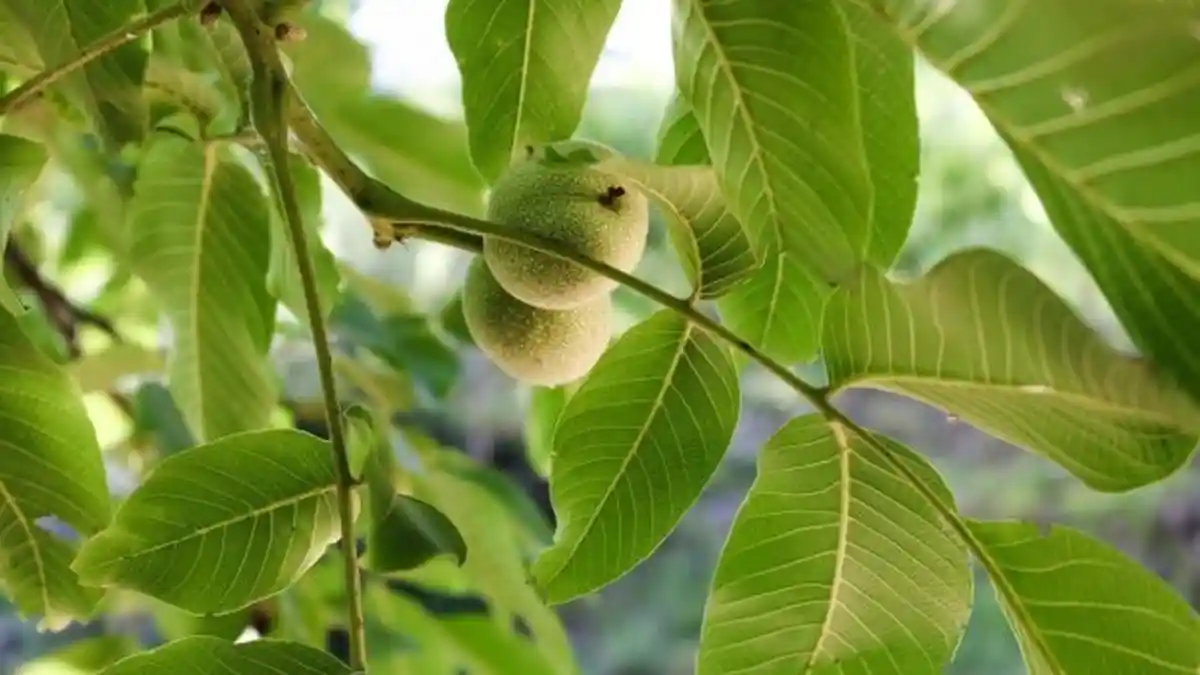 Mitos Apa Fakta, Minum Jus Jambu Bisa Sembuhkan Demam Berdarah