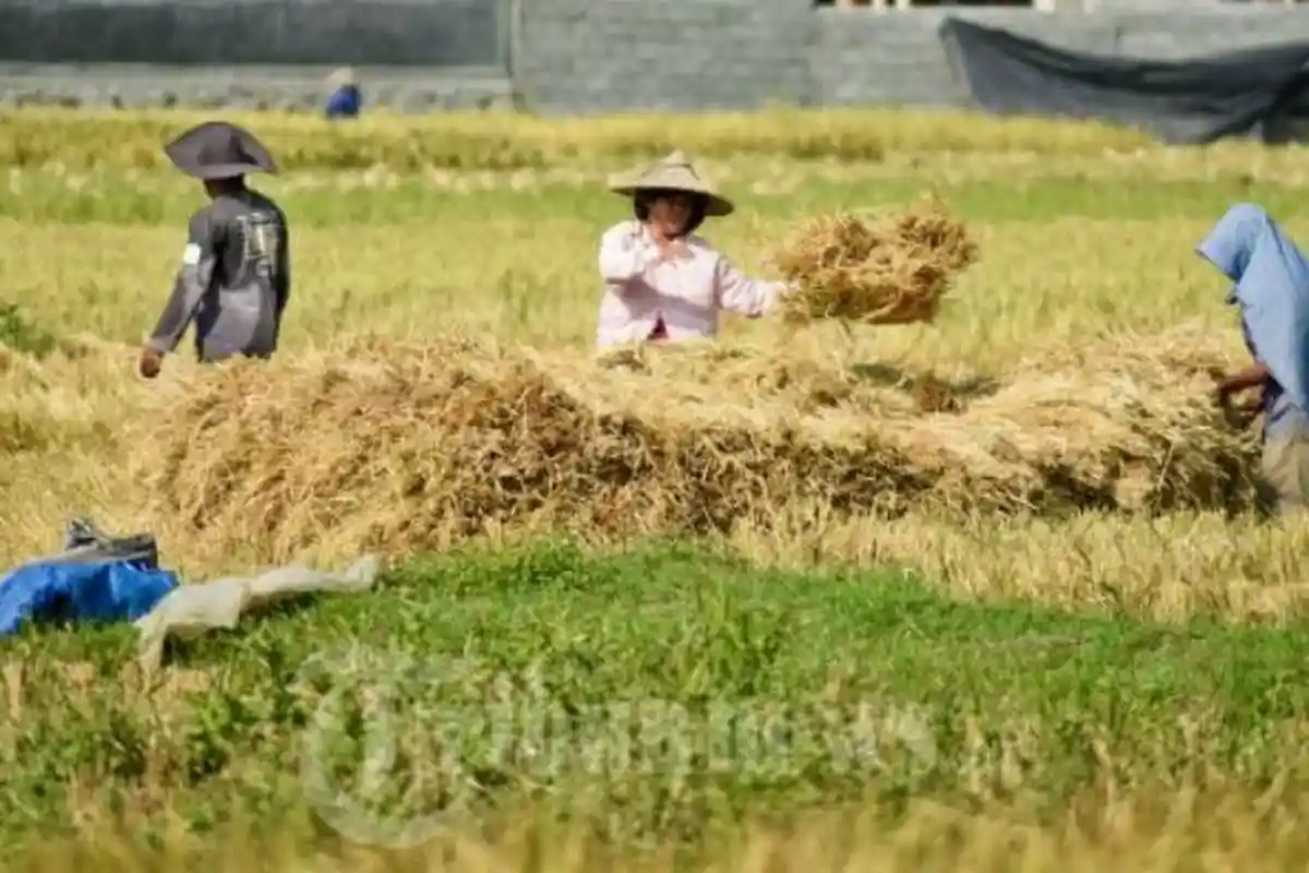 Inilah 11 Desa di Kabupaten Muaro Jambi Terima Dana Desa 2025 Tertinggi hingga Rp1,9 Miliar