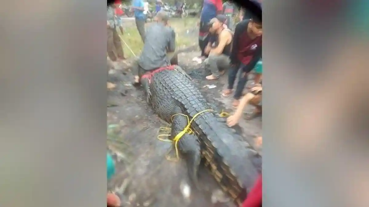 Balas Dendam Warga, Buaya Sepanjang 4,3 Meter yang Tewaskan IRT Berhasil Ditangkap