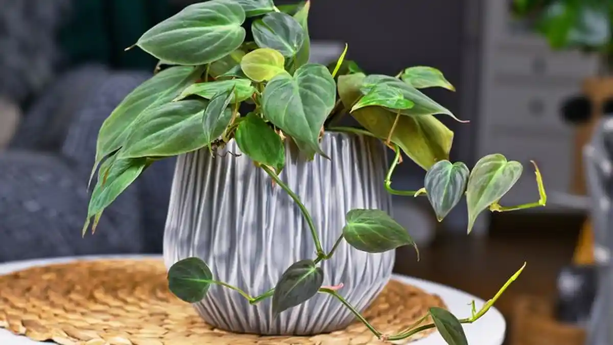 Rekomendasi Tanaman yang Bisa Dijadikan Kado, Ada Monstera dan Homalomena