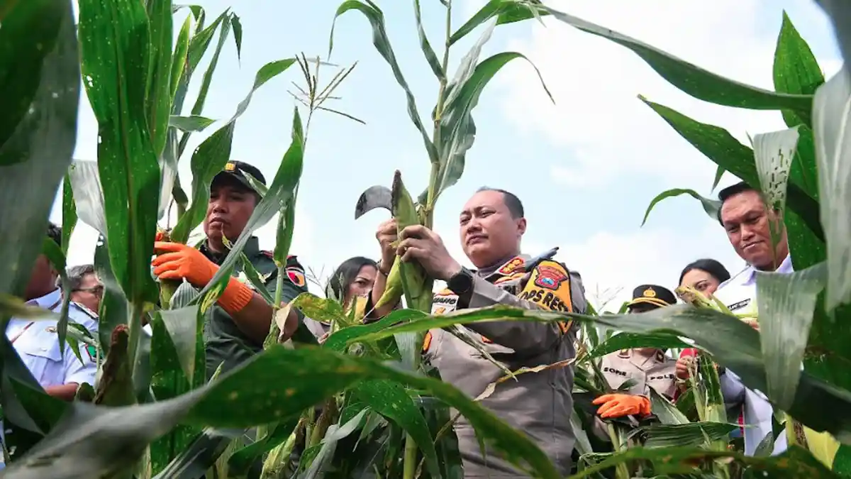 Polresta Malang Kota Panen Raya Varetas Jagung Unggulan, Ajak Mahasiswa Ikut Serta