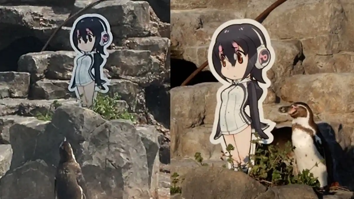 Lucu, Penguin di Kebun Binatang Ini Jatuh Cinta dengan Karakter Anime, Hingga Lupa Makan
