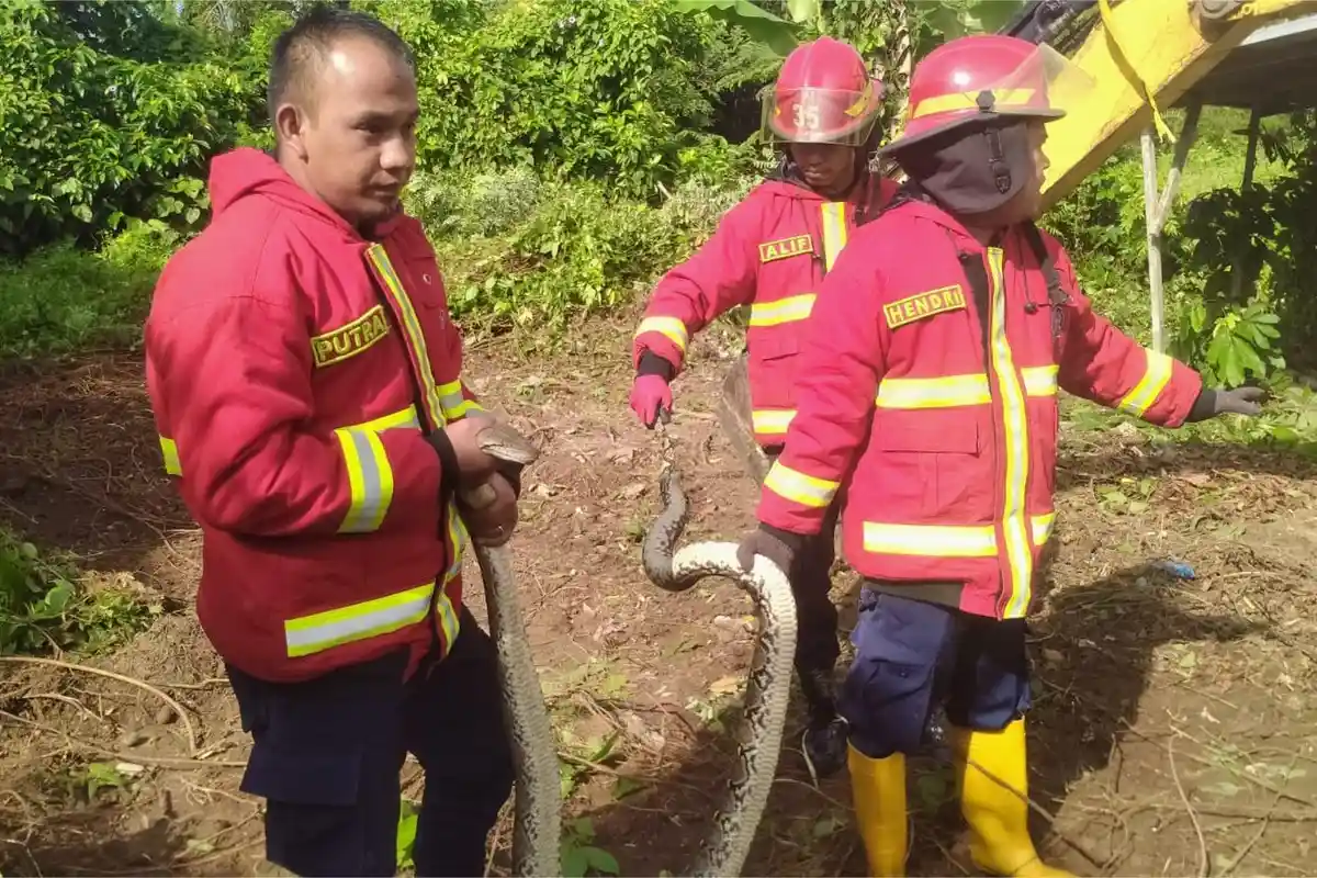 BERITA POPULER PADANG: Tim Damkar Evakuasi Ular Piton dari Sumur & Operasi Pemulihan Rawan Narkotika