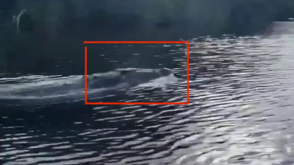 Rekaman Seekor Buaya Berenang Disebut Seperti Lumba-Lumba, Begini Aksinya