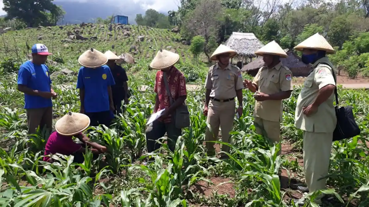 Dinas Pertanian Lembata Mulai Basmi Hama Ulat Grayek