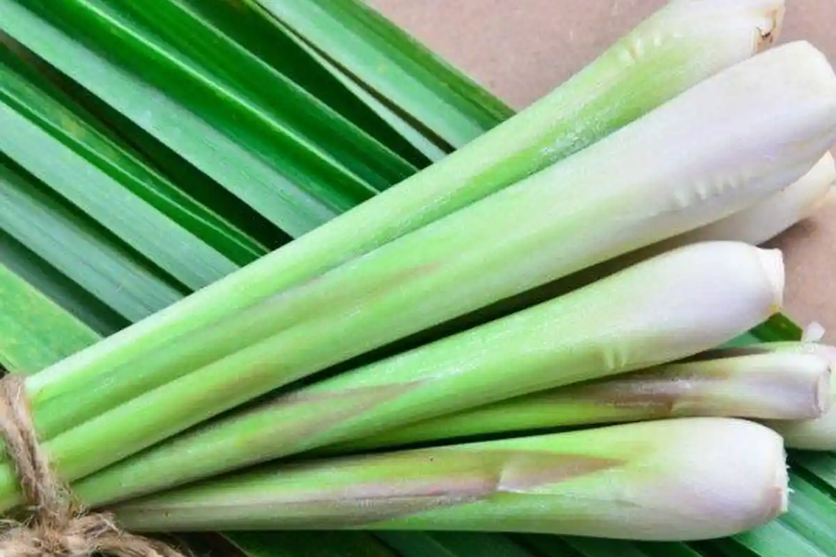 Rutin Minum Air Rebusan Serai 2 Kali Sehari, Kadar Kolesterol Pria Turun Drastis