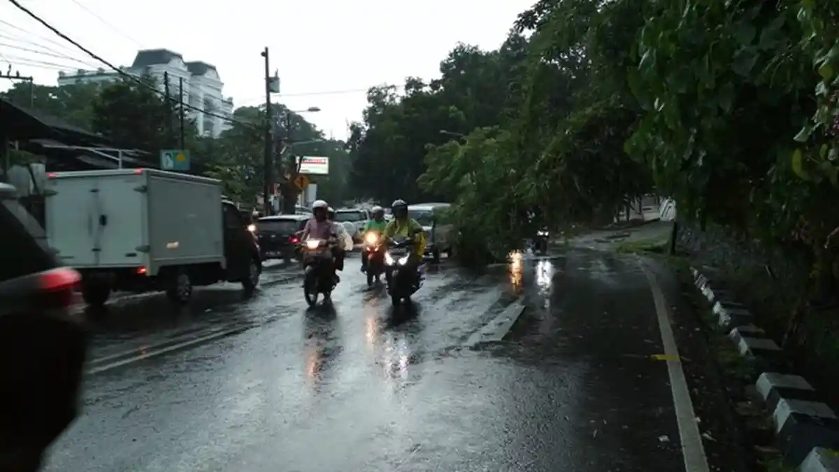 Hati-Hati, Pohon Bambu di Jalan S Parman Semarang Hampir Tumbang