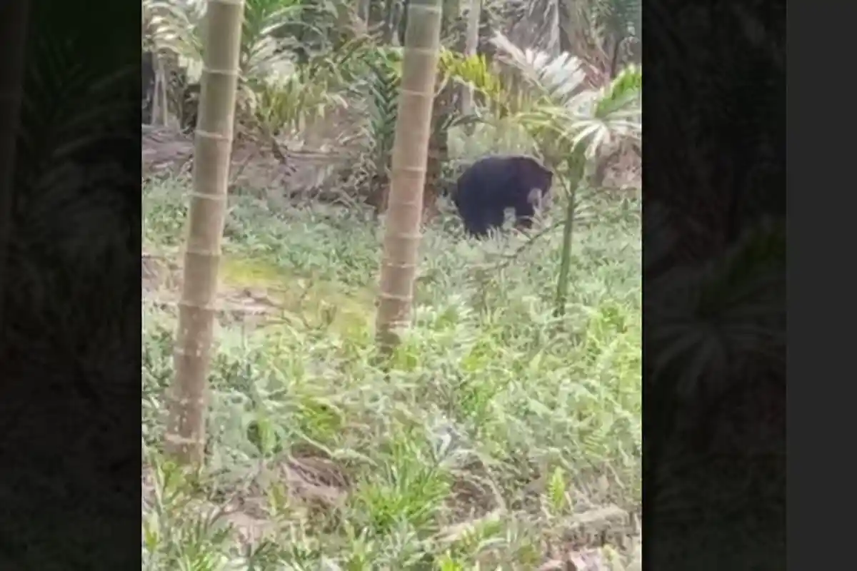 Sopian dan Warga Pematang Gadung Batanghari Khawatir, Warga Diserang Beruang hingga Luka-luka