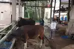 Harga Sapi Kurban Bulukumba-Sinjai Naik Rp500.000 hingga Rp1 juta Per Ekor