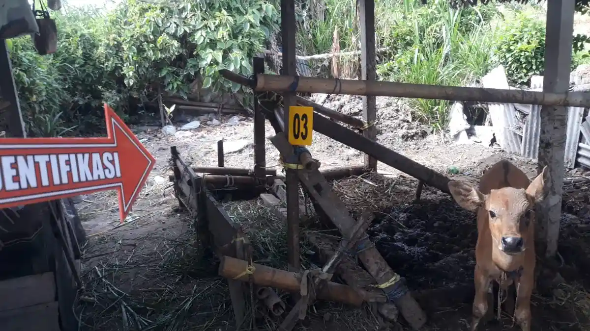 Sapi Raib Saat Hendak Diberi Pakan, Bukan Kejadian Pertama Pencurian Sapi di Desa Satra
