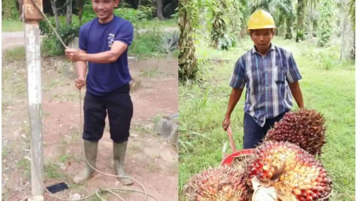 Harga Sawit Tinggi, Petani Sawit Kalsel Mulai Banyak yang beli mobil