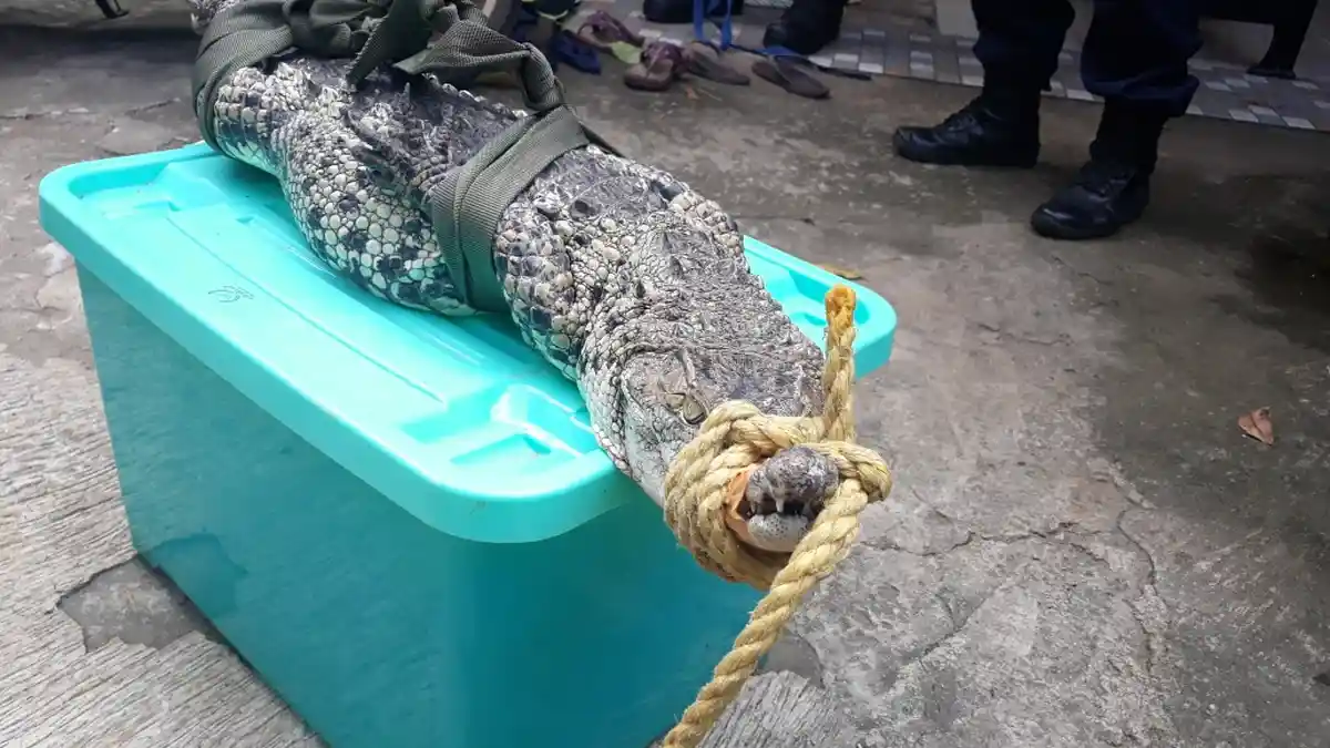 Anda Ingin Pelihara Hewan Langka, Perhatikan Dulu Izin Resminya Agar Tak Jadi Masalah