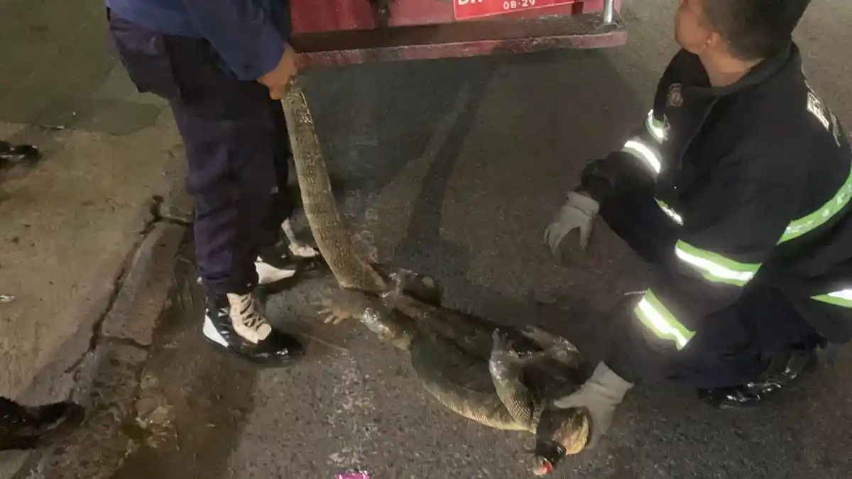 Teror Pengunjung Toko Kosmetik di Padang, Biawak Besar Ditangkap Damkar