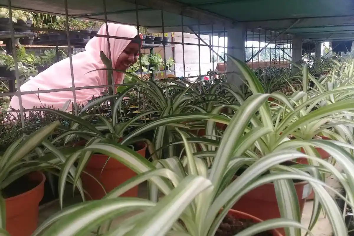 Ini 7 Jenis Bunga Paling Diburu Emak-emak Makassar, Lengkap dengan Cara Perawatannya