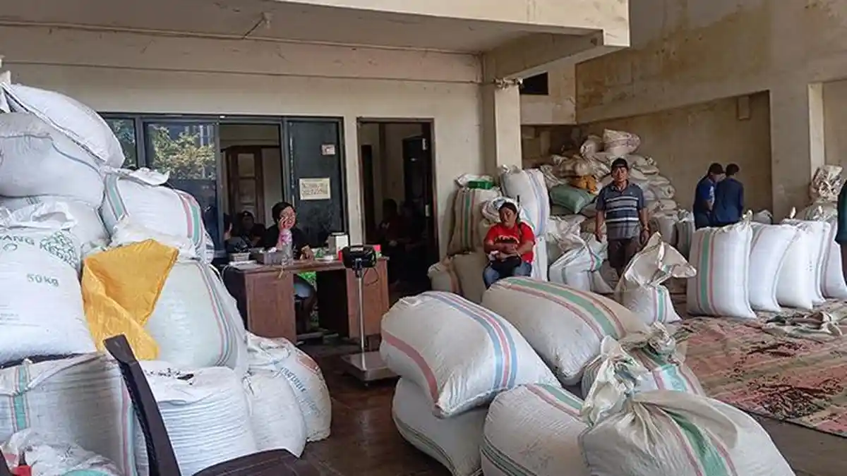 Info Harga Cengkeh Terbaru di Manado Sulawesi Utara, Petani dan Penjual Kecewa