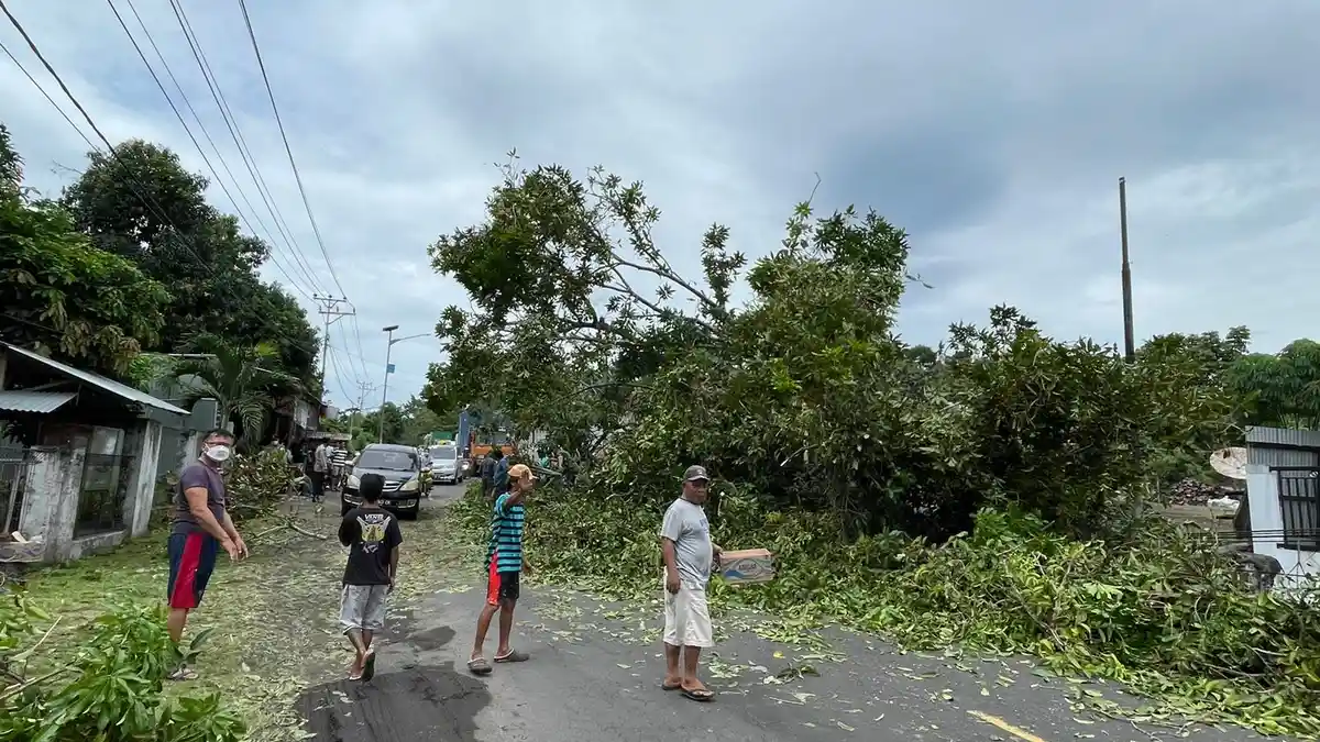 BREAKING NEWS, Pohon Mangga Roboh, Akses Jalan Bitung Manado Macet Berjam-jam