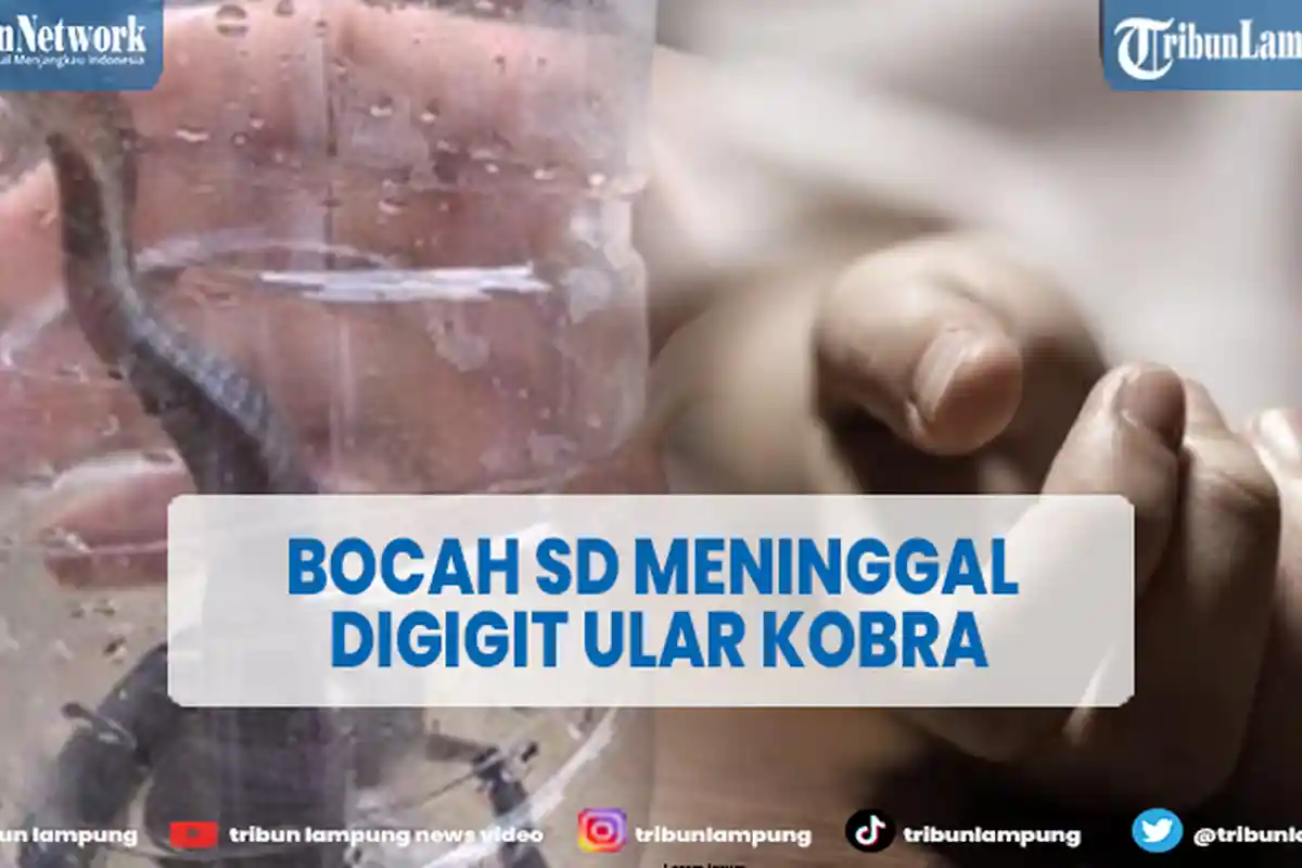 Bocah SD Meninggal Akibat Digigit Ular Kobra, Sempat Mengira Kalajengking