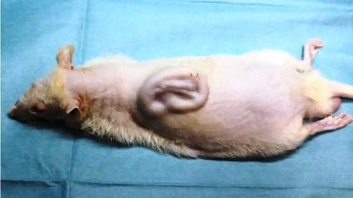 Ilmuwan Berhasil Kembangkan Daun Telinga Manusia di Punggung Tikus