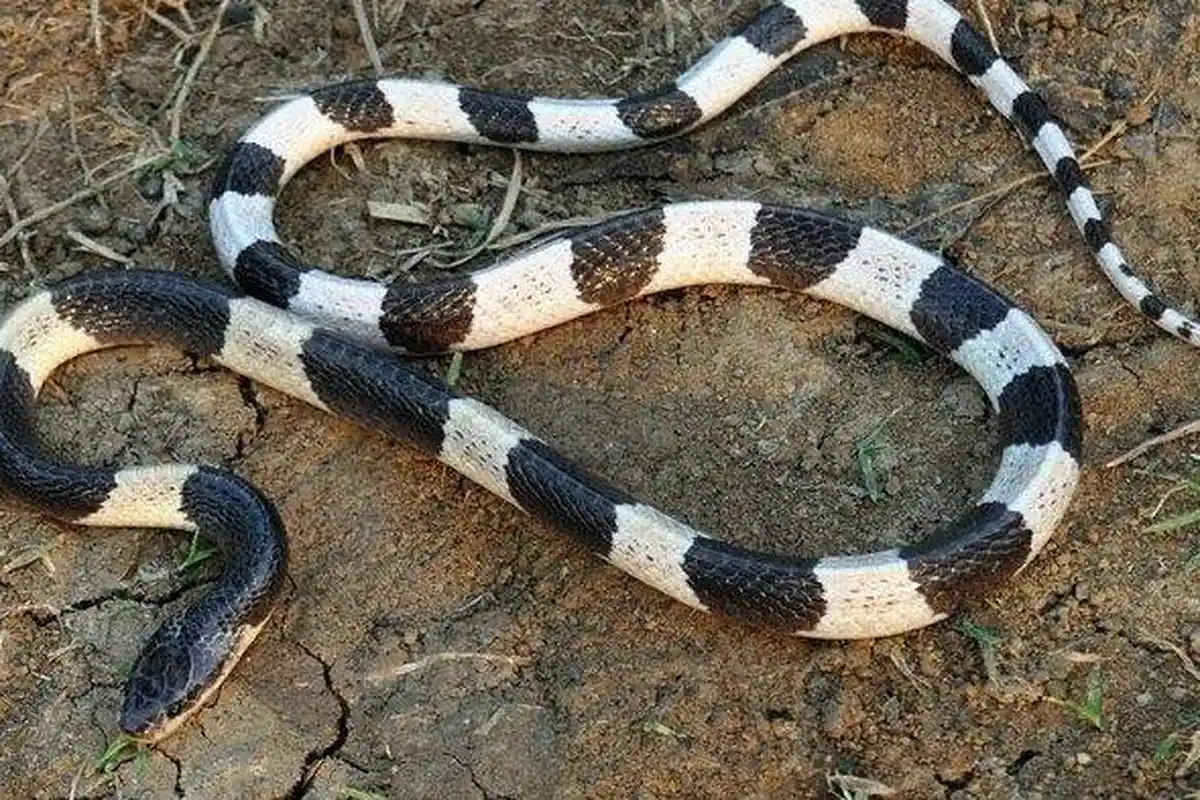 Teror Si Cantik Ular Weling, Reptil yang Sangat Tenang Namun Mematikan