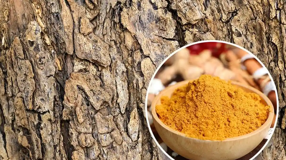 Tak Diduga, 7 Benda yang Ternyata Bisa Dimakan, Ada Kulit Pohon dan Kulit Telur