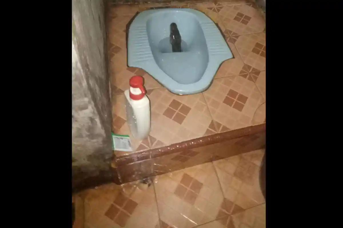 Ular Piton Nongol dari Lubang WC Bikin Pemilik Rumah Ketakutan, Berlari Ketika Ular Ditarik