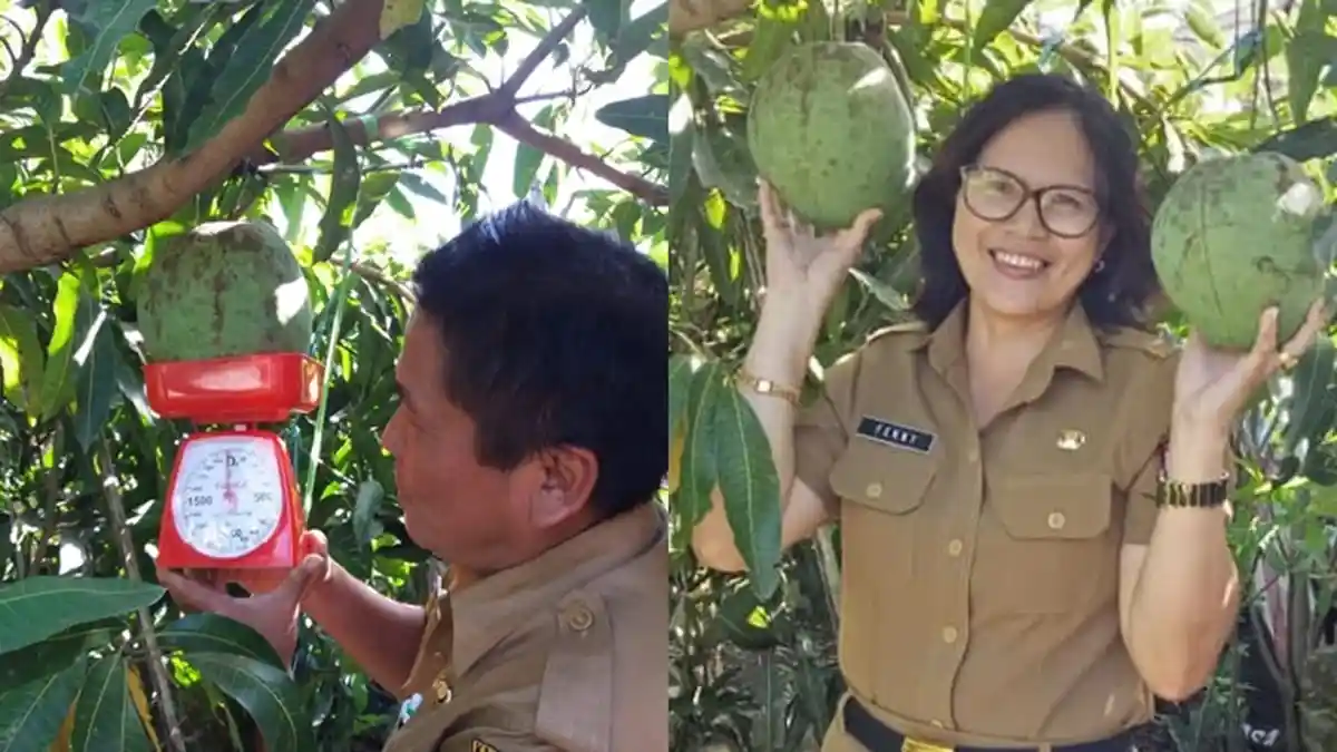 Pengakuan Pemilik Mangga Jumbo Seberat 2 Kilogram di Langowan yang Viral