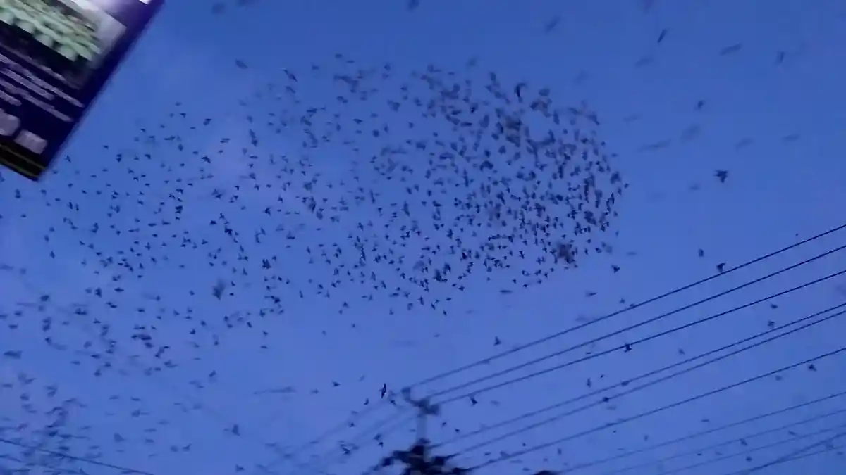 Kota Yogya Tujuan Akhir Kawanan Burung Migran Layang-layang Api dari Korea, Jepang dan Himalaya