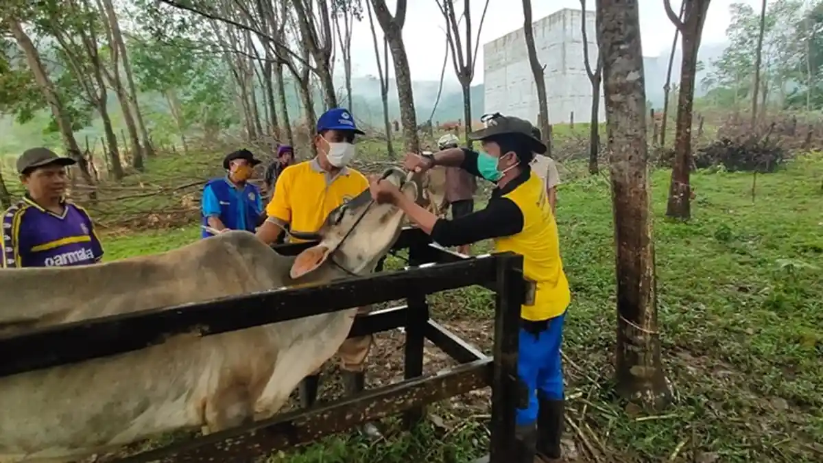 Peternak Sapi Kabupaten Tanahlaut Diminta Perhatikan Nutrisi Sapi Indukan untuk Penggemukan