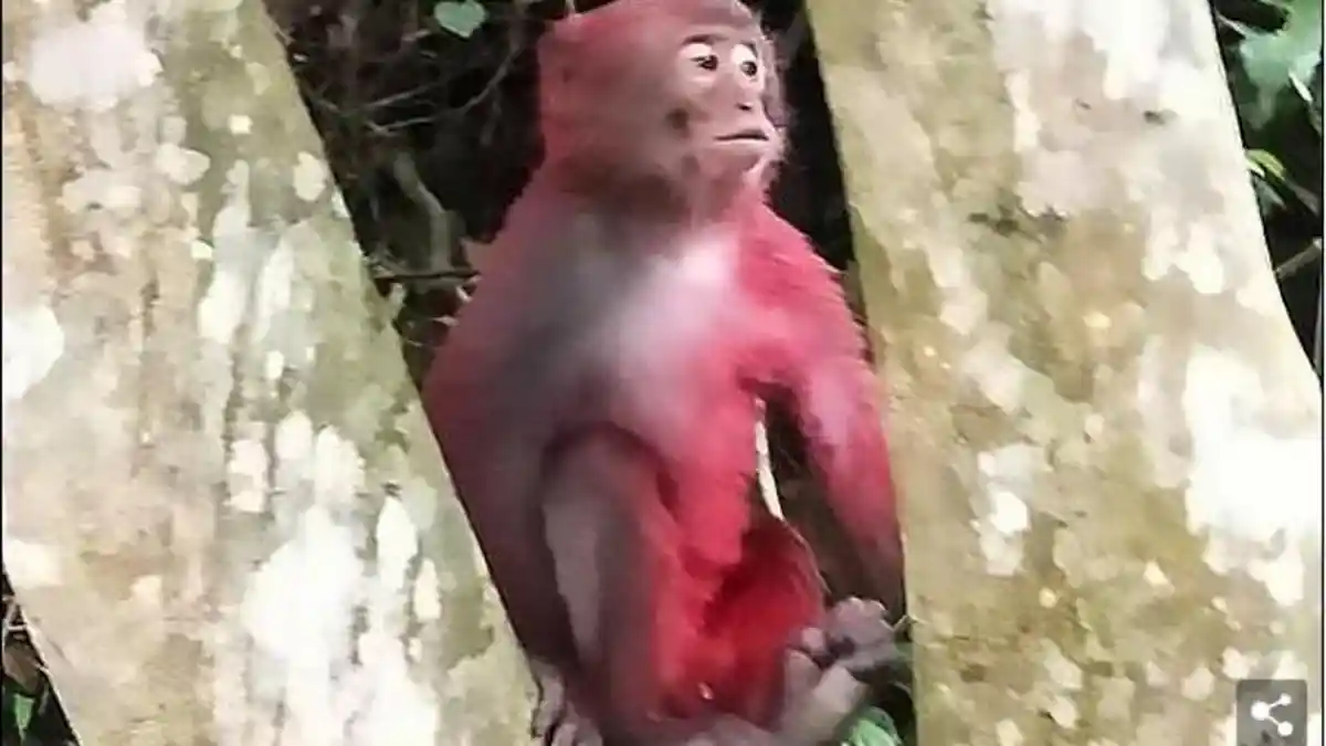 Kasihan, Monyet Ini Kesepian Ditinggal Kawanannya Setelah Tubuhnya Disiram Cat
