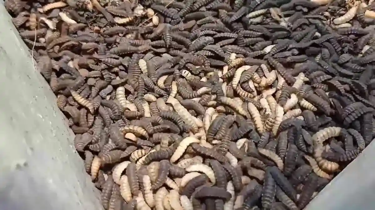 Peluang Bisnis Budidaya Maggot Black Soldier Fly, Pria ini Sukses Raup 12 Juta Sebulan