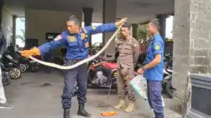 Petugas-Damkar-dan-Penyelamatan-saat-menunjukkan-hewan-liar-jenis-ular-sanca.jpg