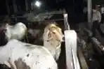 Penimbunan Sapi di Tangerang