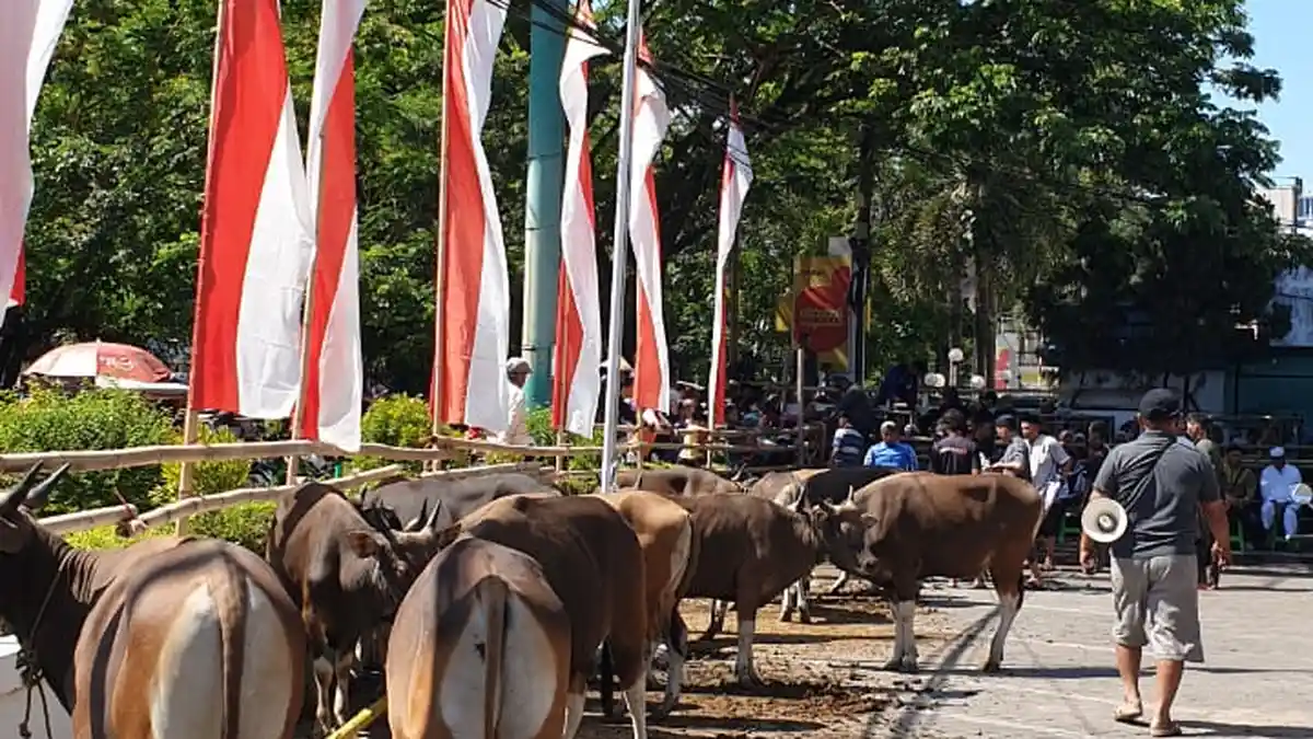 Bukopin Cabang Makassar Kurban 20 Ekor, Dibagikan ke 20 Panti Asuhan