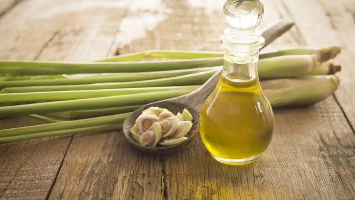 Manfaat Daun Serai Buat Kesehatan, Turunkan Demam Hingga Hilangkan Bau Badan