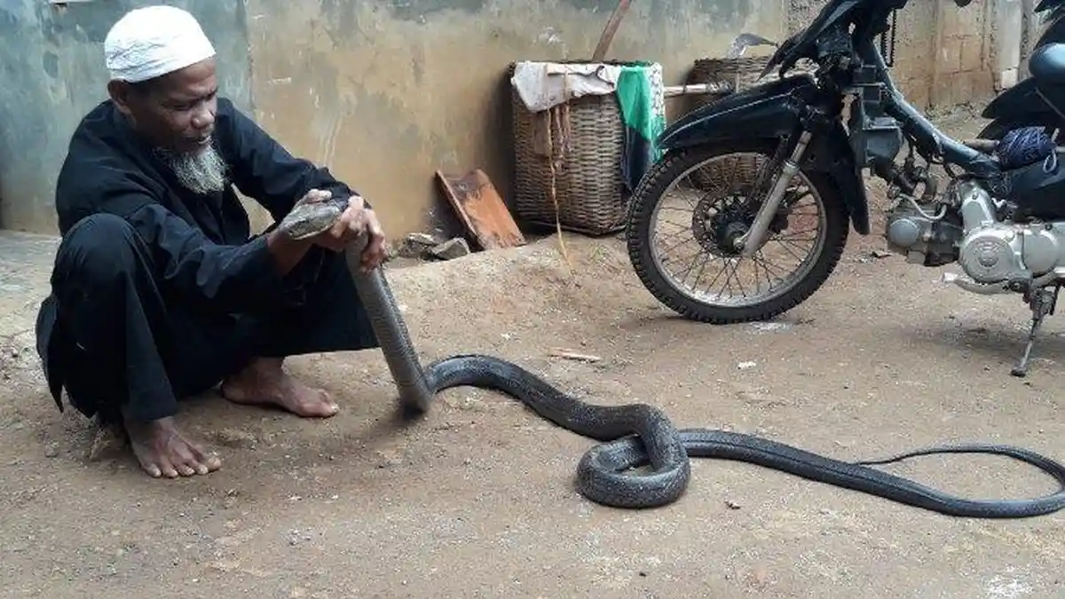 Jadi Tontonan, Tangkap Ular King Cobra 3,5 Meter, Pria Ini Sesekali Lepas di Halaman Rumahnya
