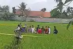 Mayat Perempuan Muda Tanpa Busana di Persawahan Kesugihan Cilacap, Polisi: Korban Pembunuhan