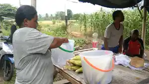 JAGUNG-REBUS-WAIGETE.jpg