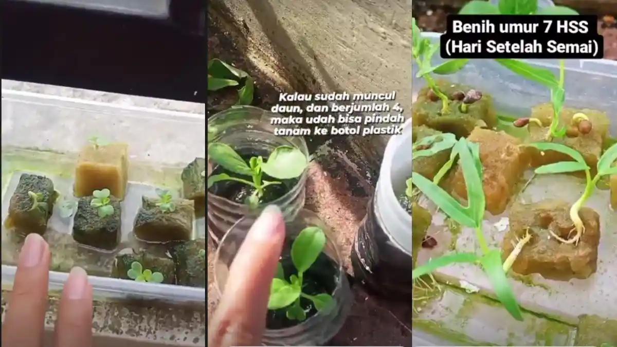 VIRAL Gadis Ajak Coba Hidroponik, Bisa Irit Uang Makan: Lumayan Bisa Buat Sarapan