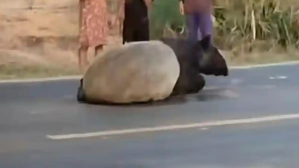 5 Fakta Viral Tapir Disembelih Warga di Mesuji Lampung, Kronologi hingga Polisi Tangkap 4 Pelaku - Tribunkaltim.co