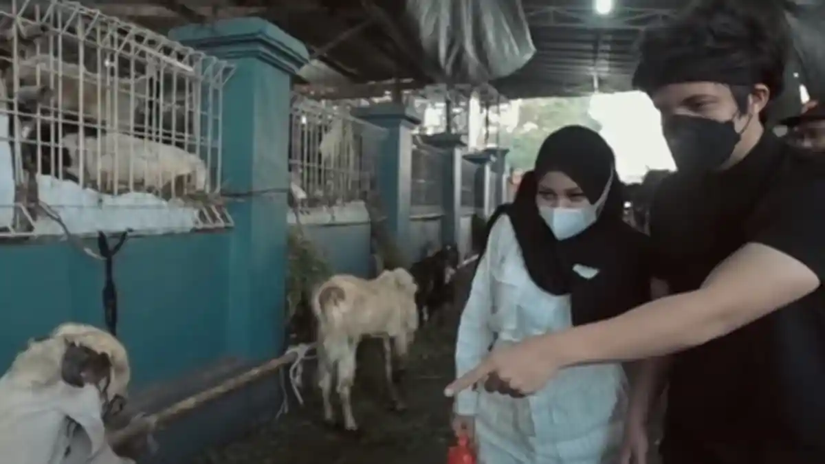 Atta Halilintar Beli Hewan Kurban untuk Seluruh Tim AHHA, Aurel Hermansyah Minta Sapi Bobot 1,4 Ton
