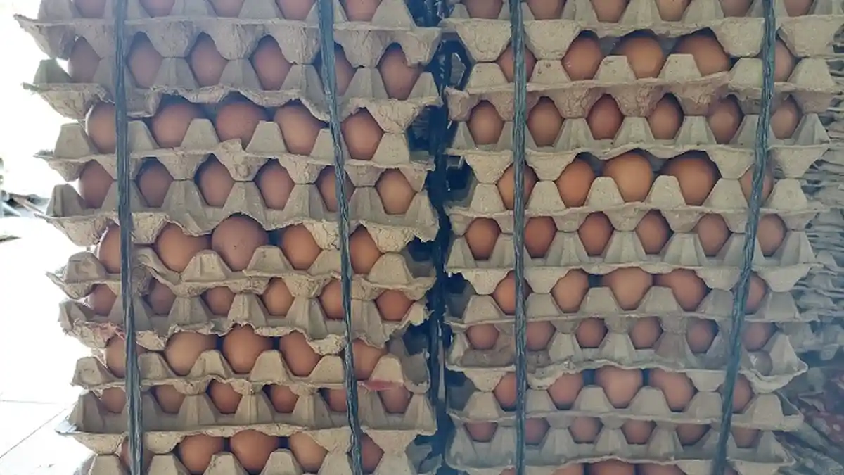 Sempat Terpuruk, Harga Telur Kembali Naik di Aceh Singkil