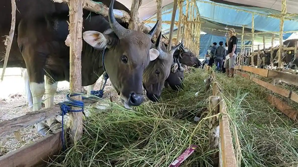 DPKP Pastikan Stok Hewan Kurban Aman, 1.500 Sapi dan 500 Kambing Tersedia di Palangka Raya