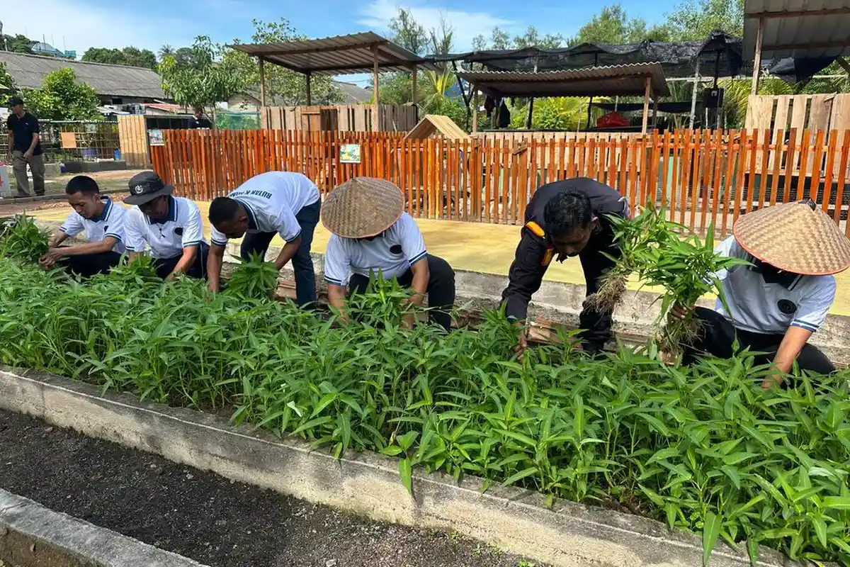 Program Binaan WBP Rutan Karimun Dukung Ketahanan Pangan, Panen 180 Kg Kangkung