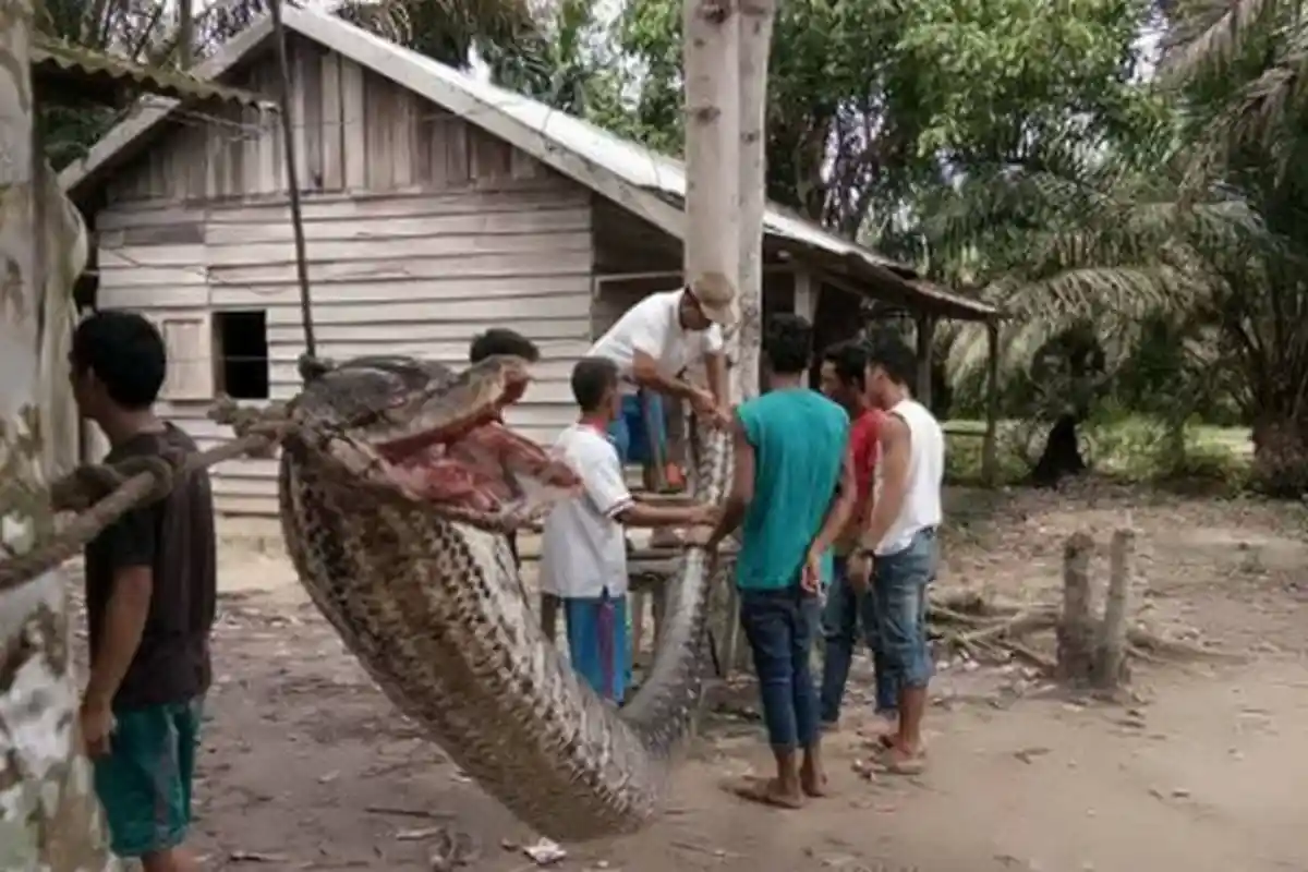 Gigit Penangkapnya, Ular Piton Raksasa Sepanjang Tujuh Meter Ini Pun Digoreng Warga