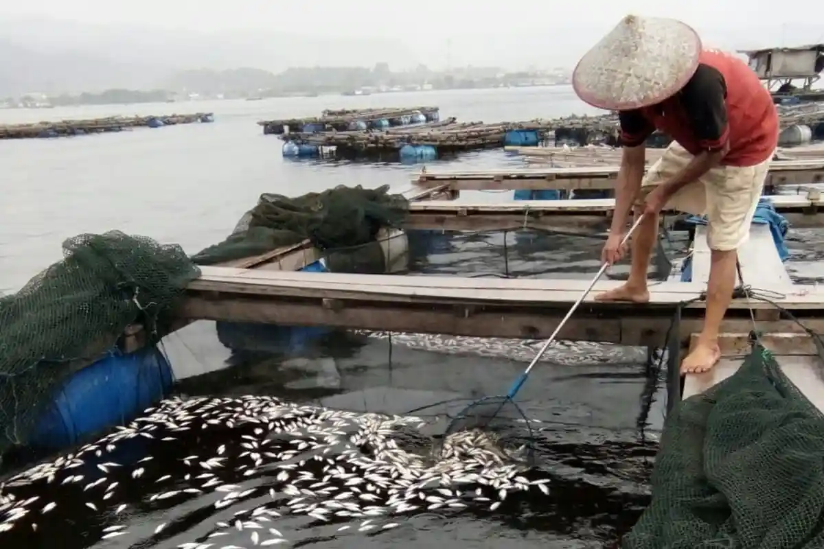 Keramba Diduga Tercemar Limbah, Nelayan Jual Lobster Cuma Rp 40 Ribu per Kg
